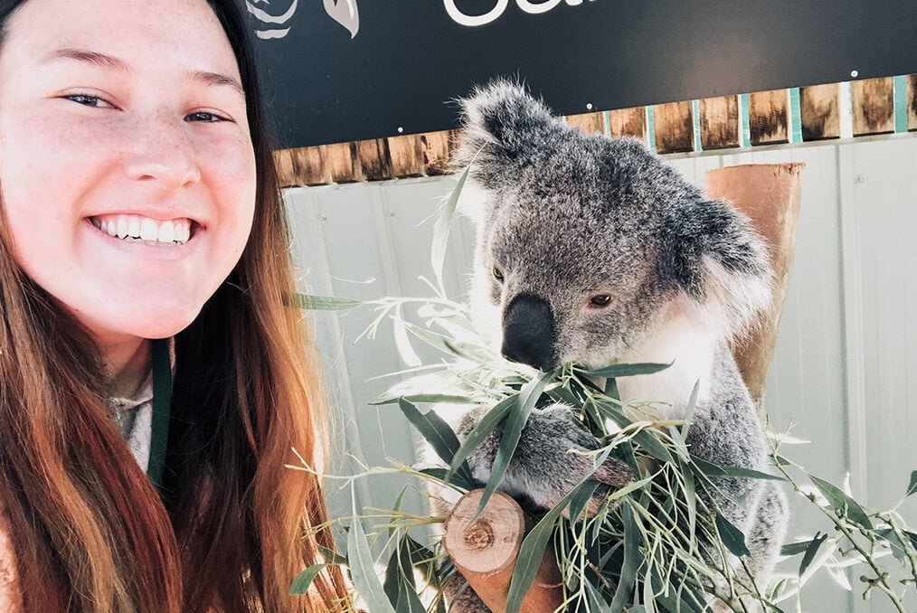 A person feeding a Koala